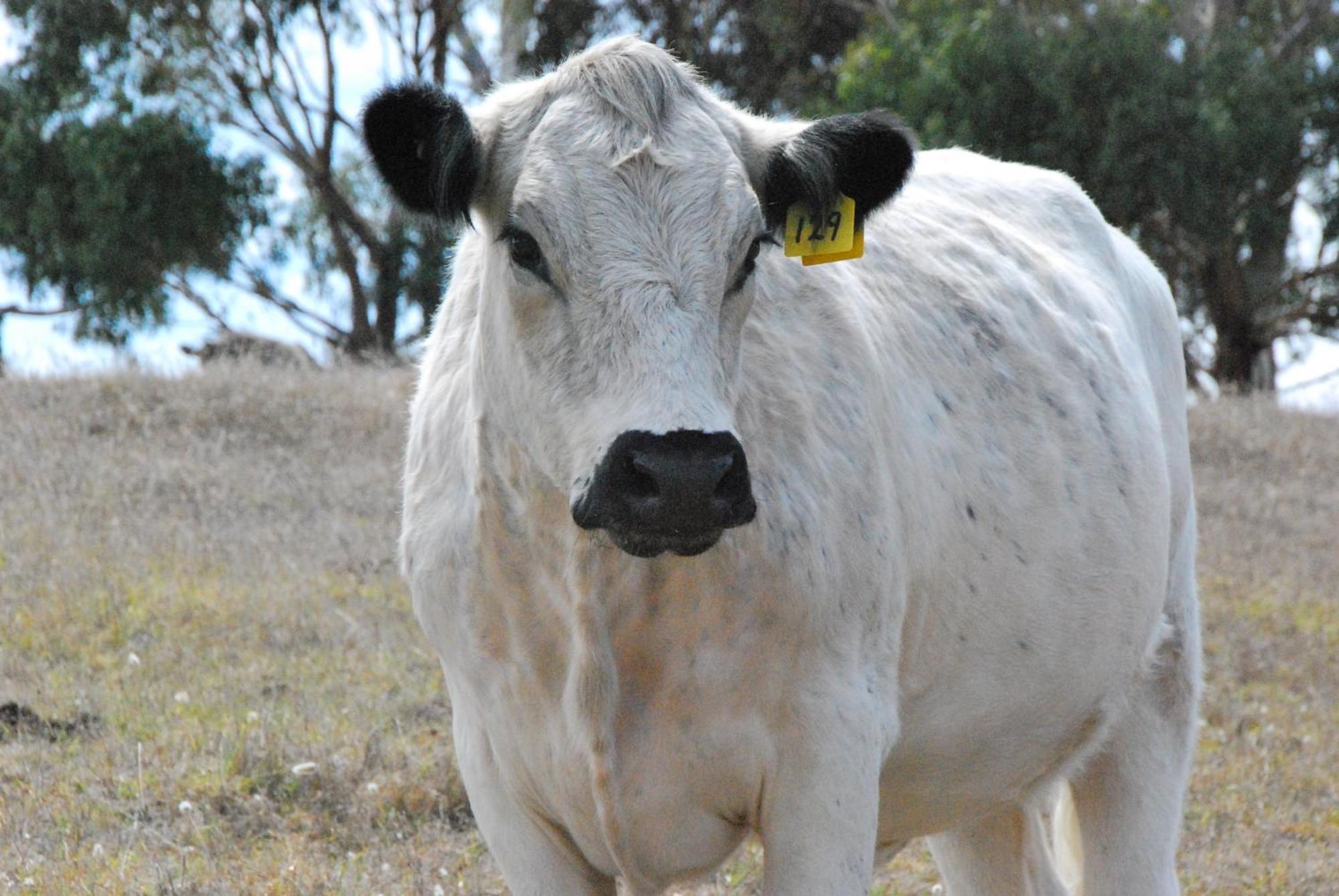 Back Valley Farmstay Bed And Breakfast Victor Harbor Ngoại thất bức ảnh