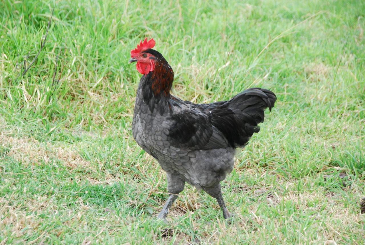 Back Valley Farmstay Bed And Breakfast Victor Harbor Ngoại thất bức ảnh