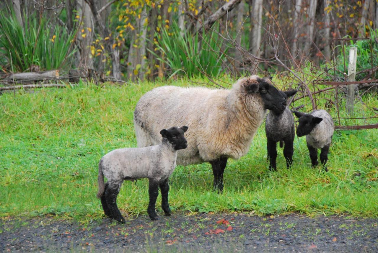 Back Valley Farmstay Bed And Breakfast Victor Harbor Ngoại thất bức ảnh